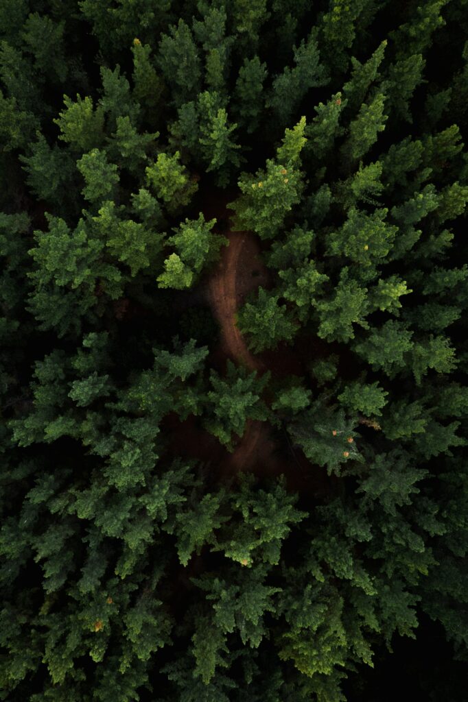 Forest helicopter view
