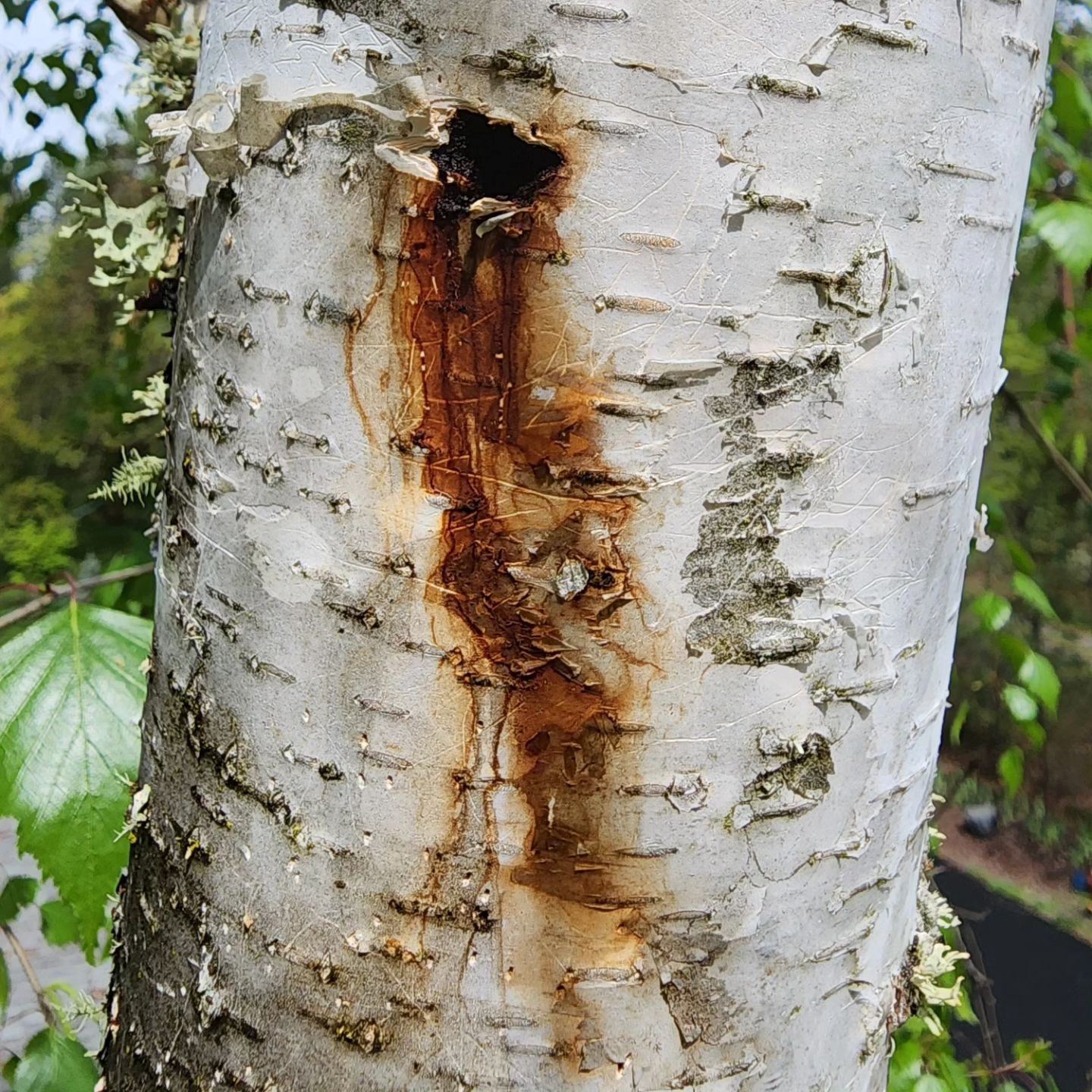 Tree issue investigated by a certified arborist