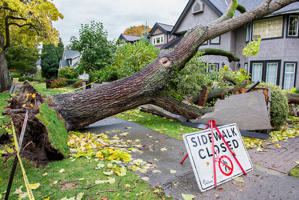Tree fallen on house