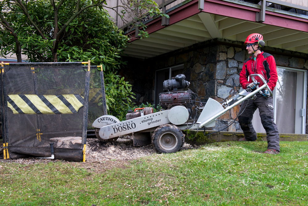 Arborist using a stump grinder to remove a tree stump