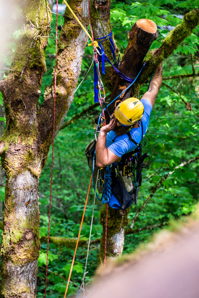 Arborist rigging in a tree