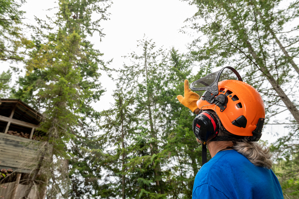 Arborist pointing at trees