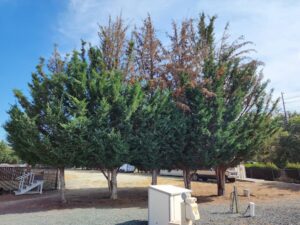 Tree health investigation