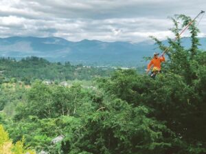 Two arborists pruning large tree