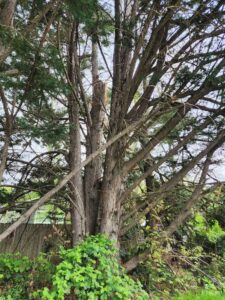 Large cypress tree with broken branch