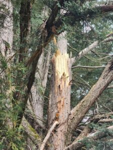 Large tree broken by storm and in need for a tree expert