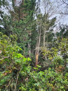 Leyland large tree broken - arborist on call