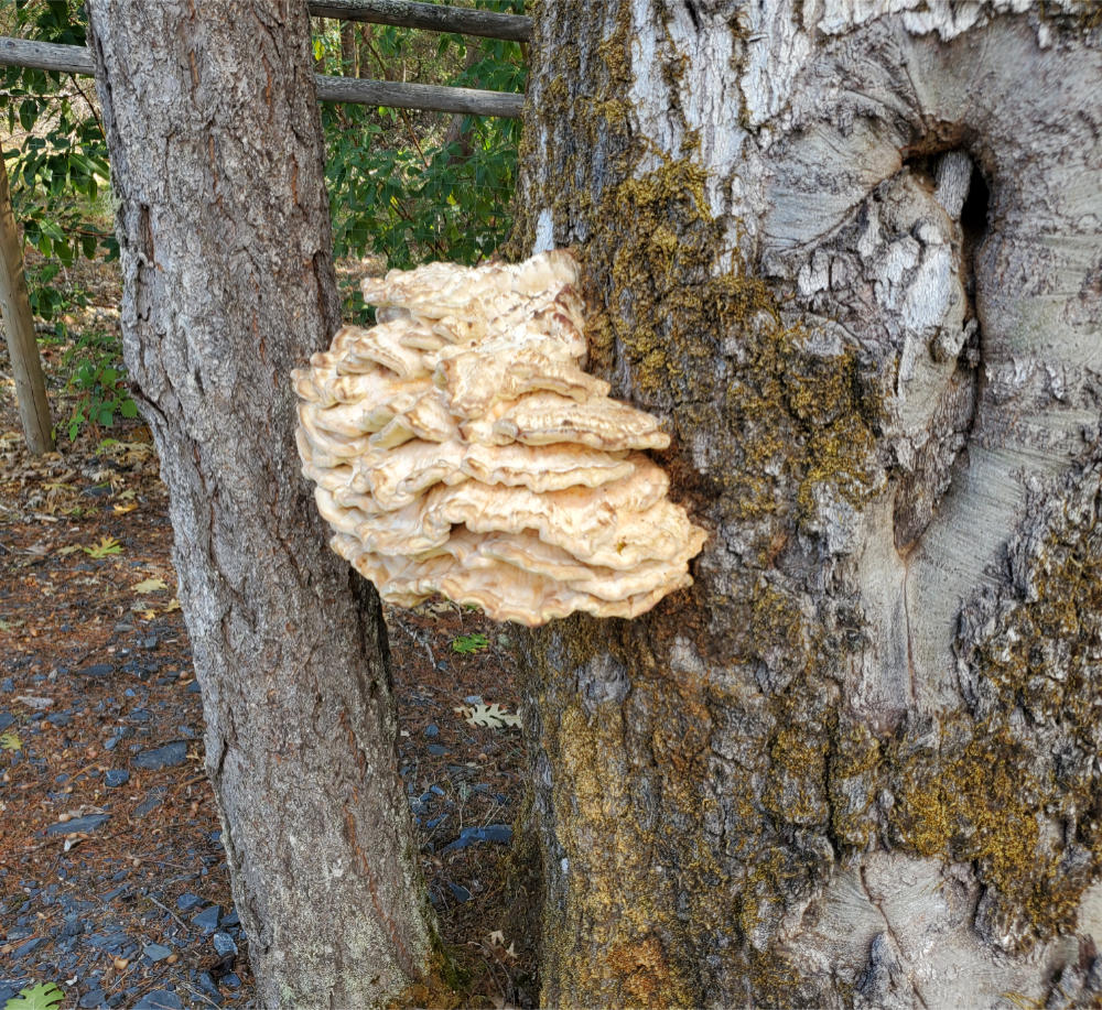 Chicken of the woods fungal