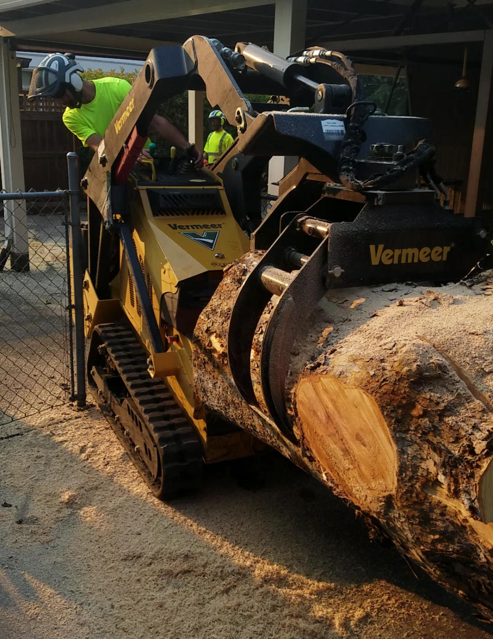 Arborist with chainsaw taking tree down