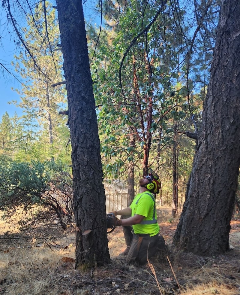 Tree Service professional in Grants Pass - Siskiyou Tree Experts 1