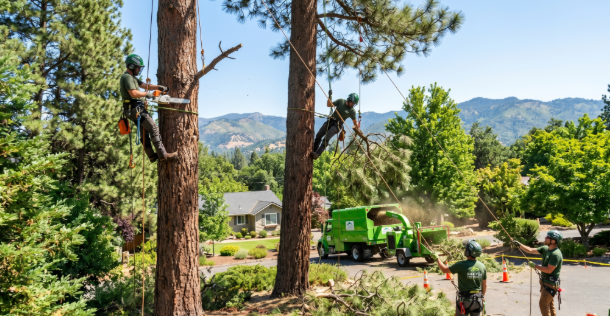 Tree Care Company Ashland Oregon professionals safely trimming and maintaining trees for year-round property protection and safety by Siskiyou Tree Experts