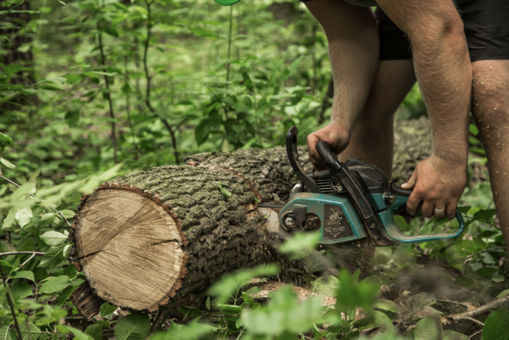 Tree removal expert cutting a fallen tree with a chainsaw during emergency tree removal in Medford, OR.