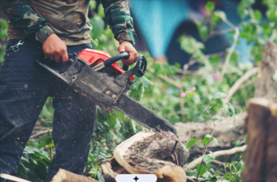Professional tree trimming service in Medford OR removing overgrown branches from a mature tree